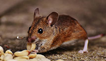 24 Hour & Emergency Exterminators in Altamahaw, NC
